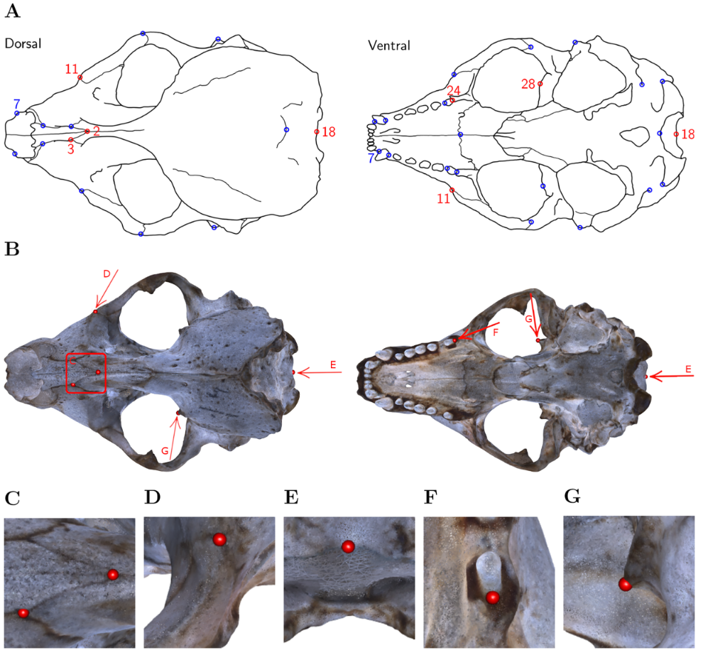 Anatomical Landmark Annotation